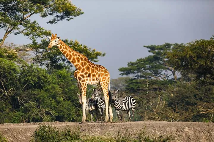 Giraffe and Zebras